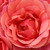 Roșu - Trandafiri miniatur - pitici - Mandarin ®
